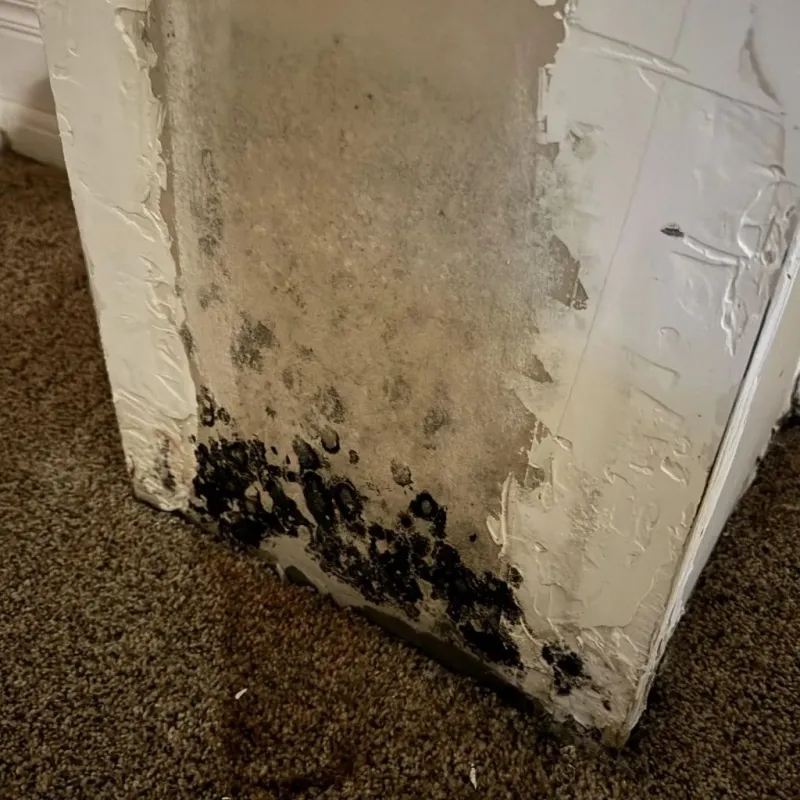 Professional Mold Removal in Alexandria, IN